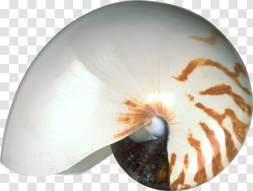 Chambered Nautilus Molluscs Seashell Invertebrate - Oyster Transparent PNG