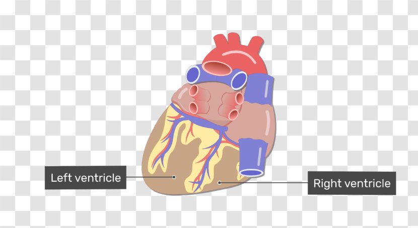 Blood Vessel Heart Anatomy Circulatory System - Frame Transparent PNG