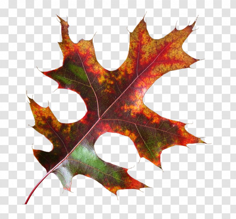 Maple Leaf Transparent PNG