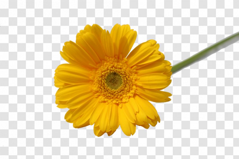 Transvaal Daisy Flower Family Petal Chrysanthemum - Gerbera Transparent PNG
