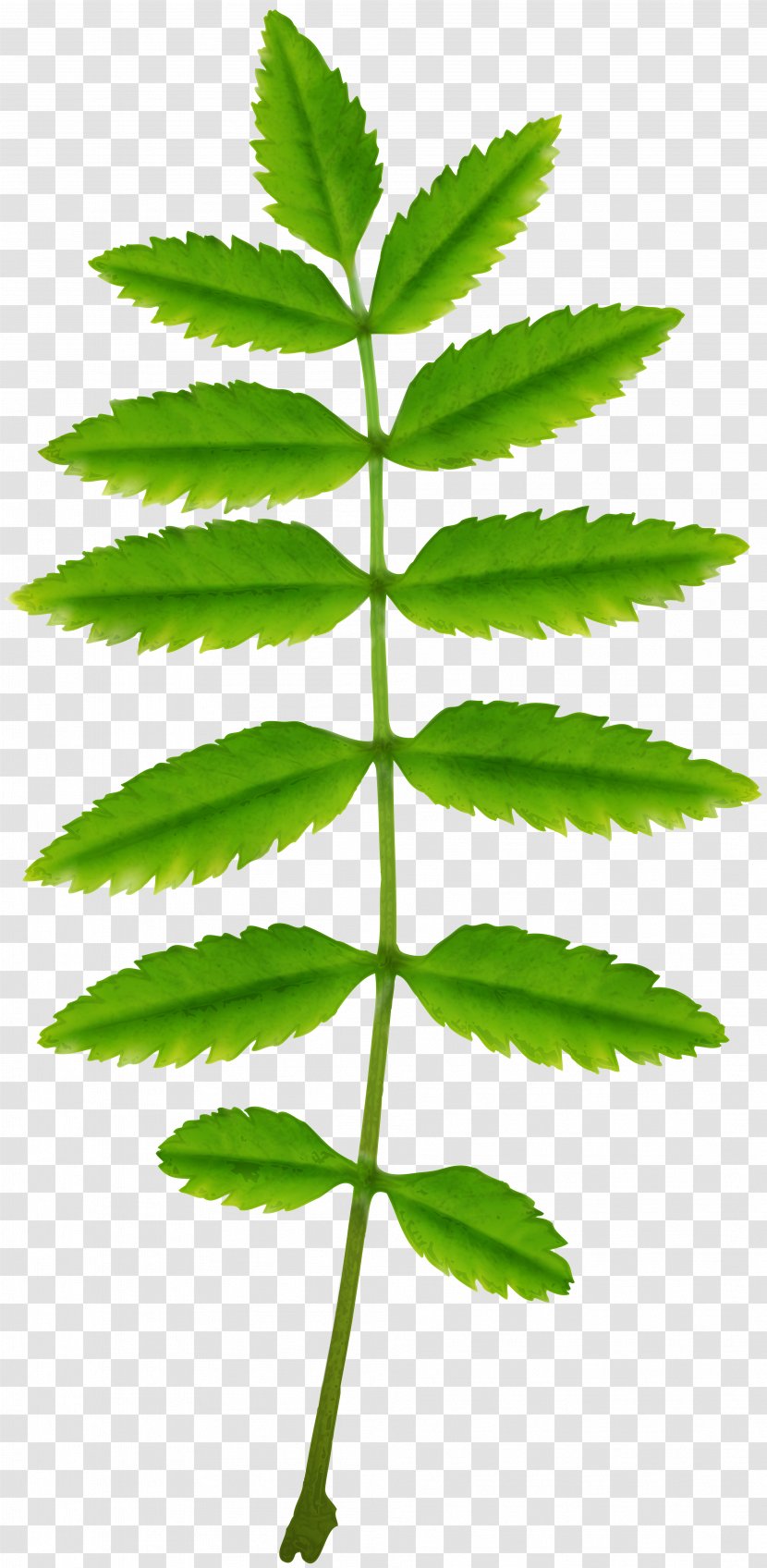 Askur Long Tail Keyword Tree Tool - Green Leaf Transparent PNG