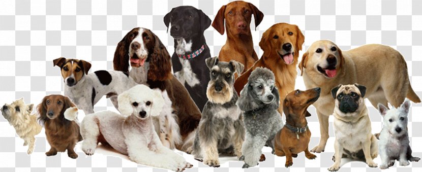 Dog Daycare Grooming Cat Pet Sitting Transparent PNG