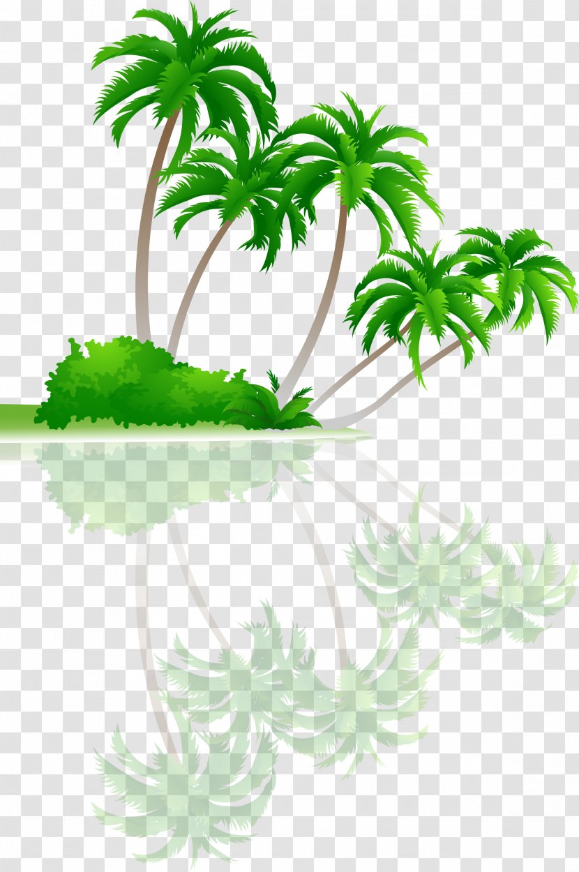 Tree Arecaceae Coconut - Photography - Palm Transparent PNG