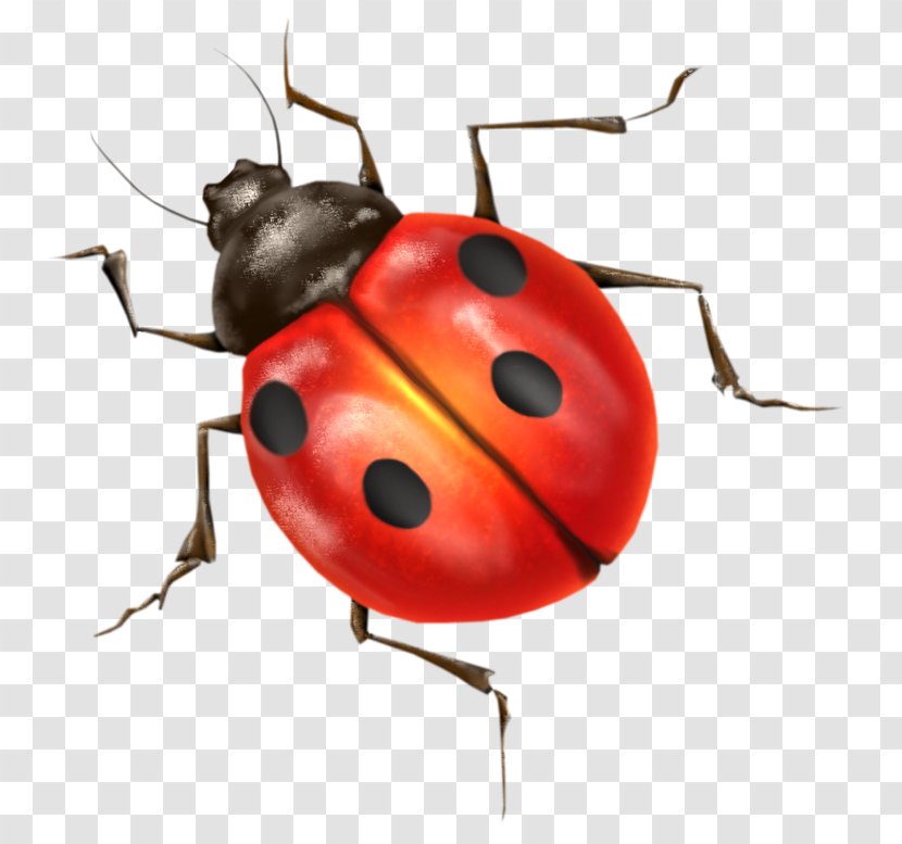 Ladybird Insect Clip Art - Arthropod Transparent PNG