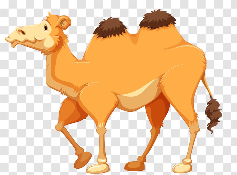 Camel Cartoon Stock Photography Clip Art Transparent PNG