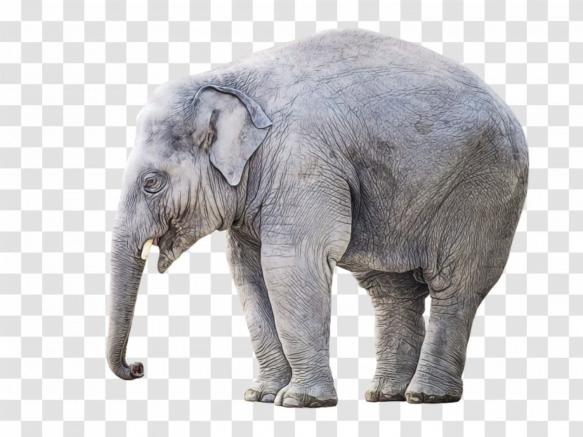 Indian Elephant - Terrestrial Animal - African Figure Transparent PNG