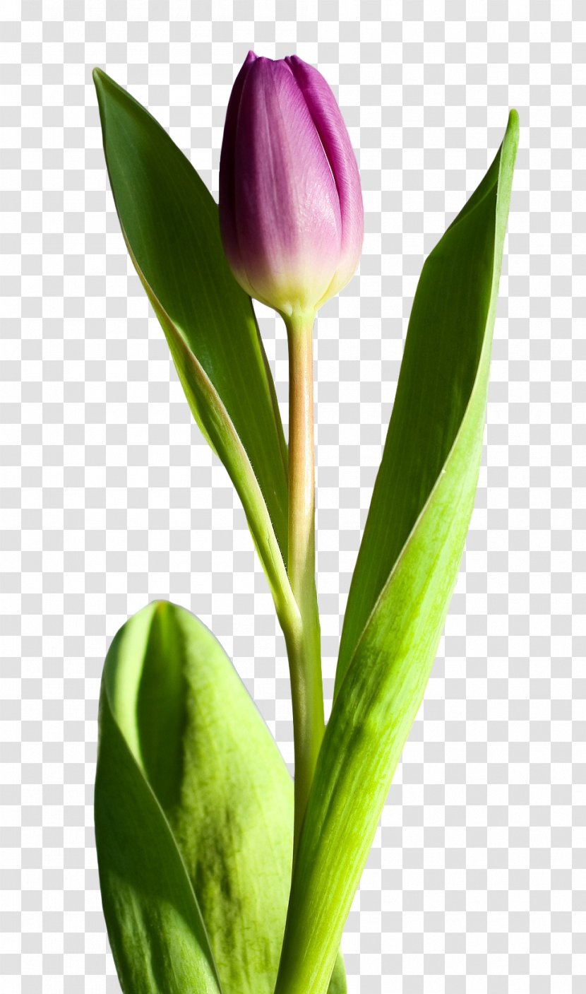 Tulip Flower - Flowering Plant - Still Life Photography Transparent PNG