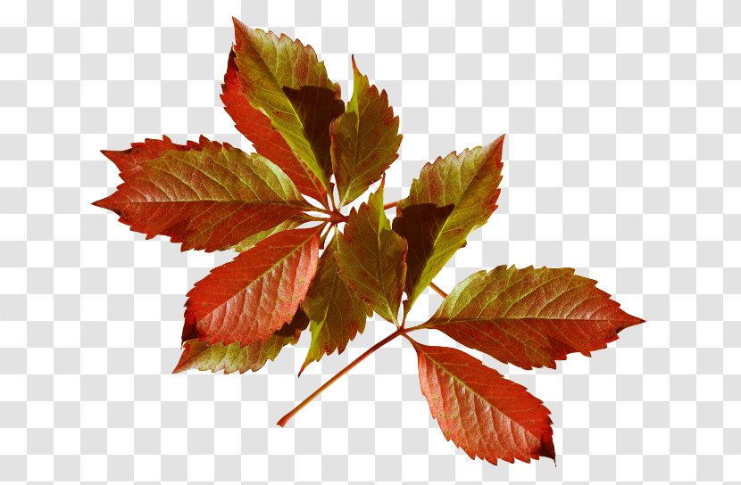 Autumn Leaves Season Daytime Author - Leaf Transparent PNG