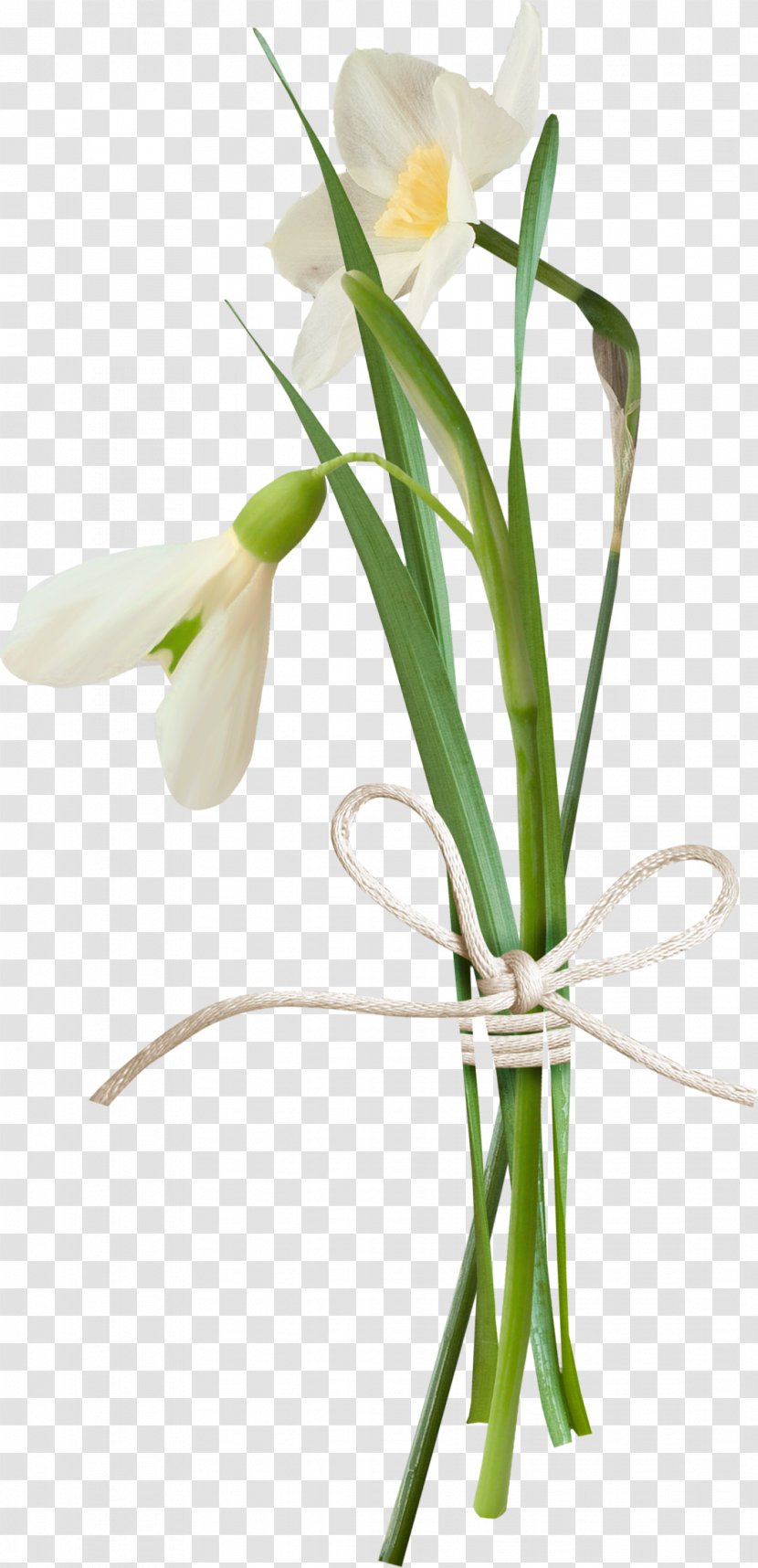 Flower Spring Clip Art - Green - Snowdrop Transparent PNG