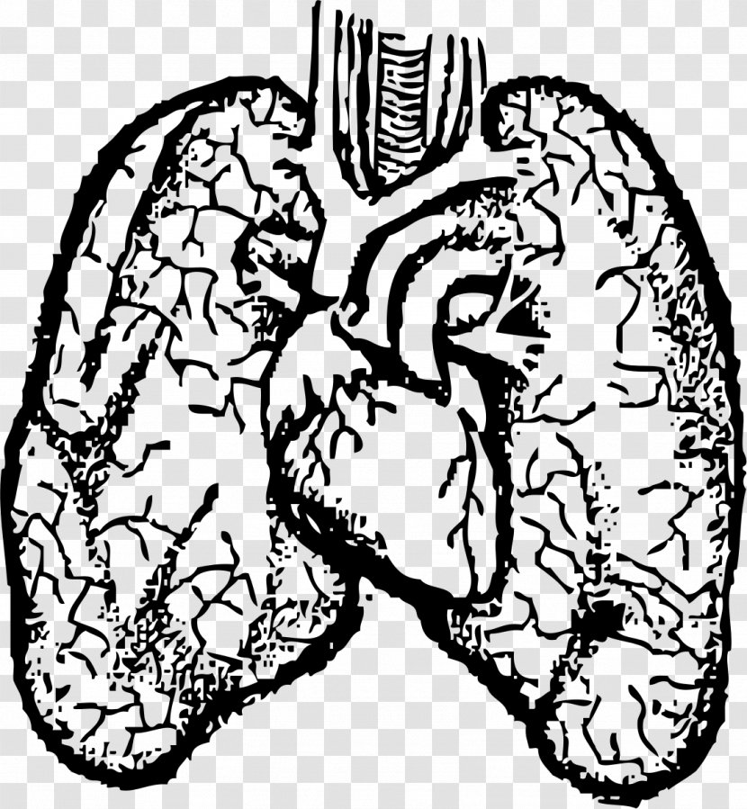 Heartu2013lung Transplant Human Body Clip Art - Heart - Small Lungs Cliparts Transparent PNG