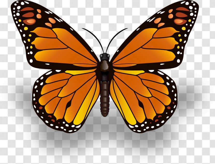 Monarch Butterfly Insect Drawing Painted Lady - Arthropod - Icons Transparent PNG