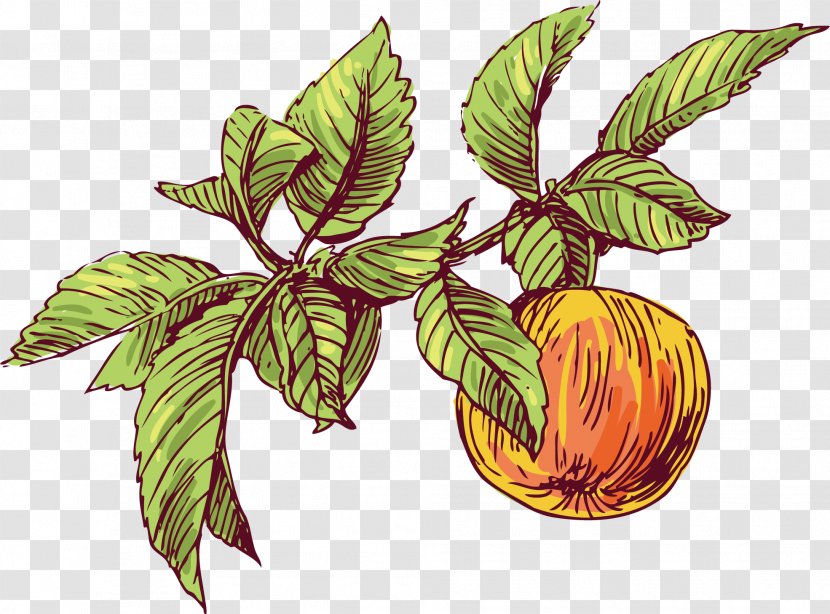 Bird Plant Fruit Tree - Hand-painted Apples Transparent PNG