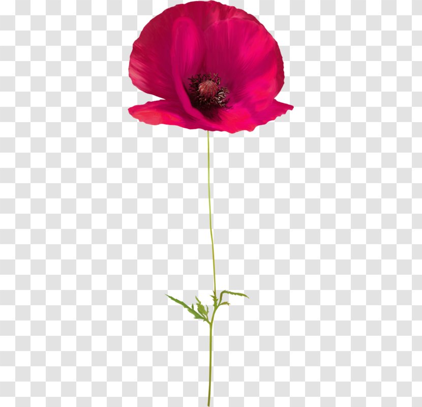 Poppy Flower Floral Design - Flowering Plant - Creative Watercolor Transparent PNG