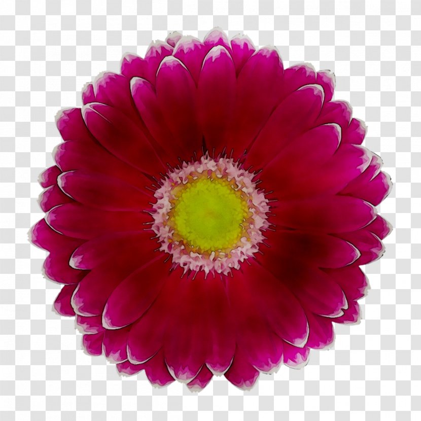 Transvaal Daisy Chrysanthemum Cut Flowers Family Magenta - Flowering Plant - Aster Transparent PNG