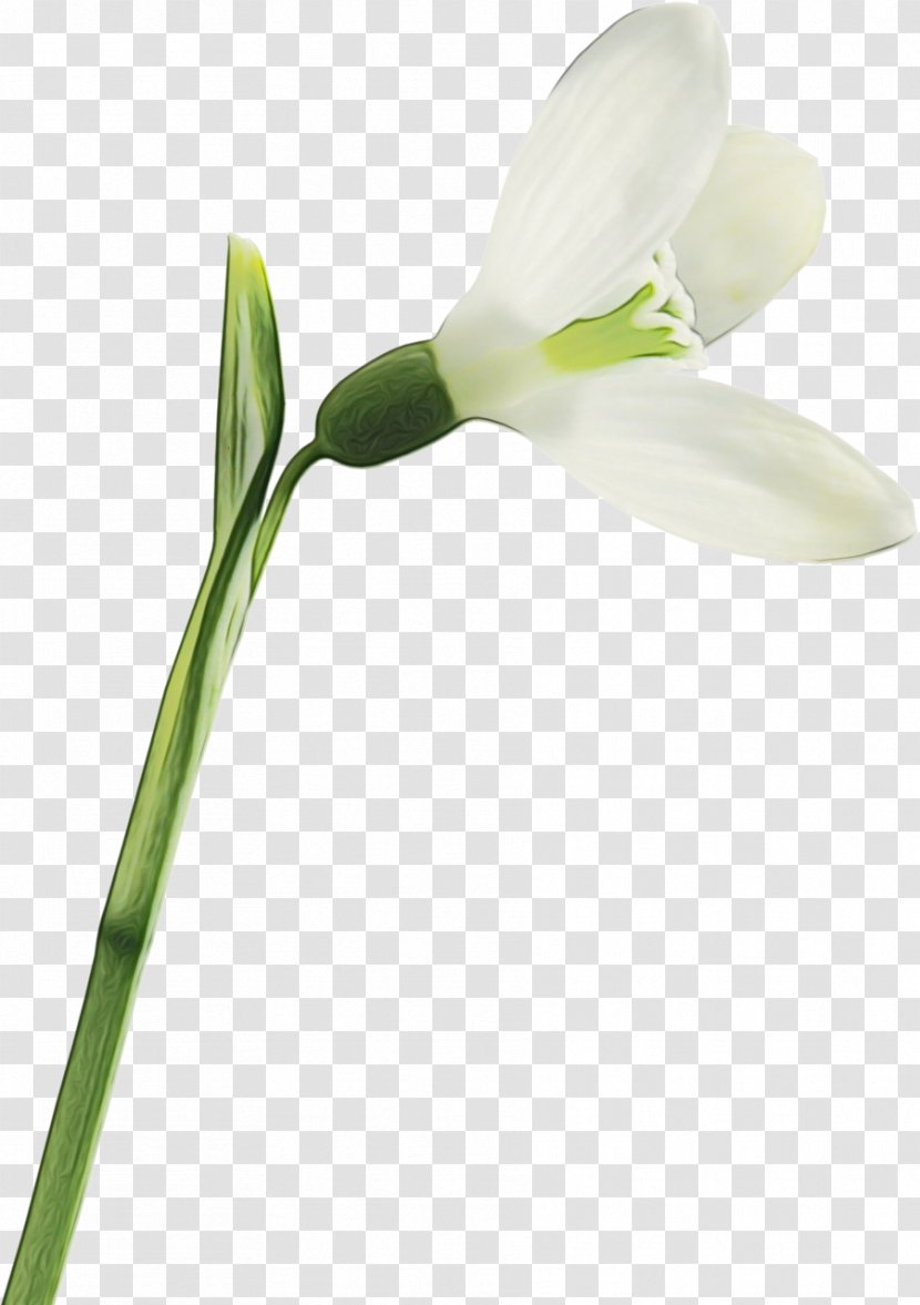 Flower Flowering Plant Snowdrop Pedicel - Petal - Amaryllis Family Stem Transparent PNG
