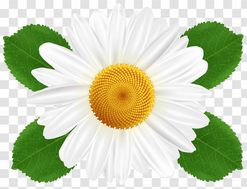 Common Daisy Flower Chamomile Clip Art - Herbaceous Plant - Camomile Transparent PNG