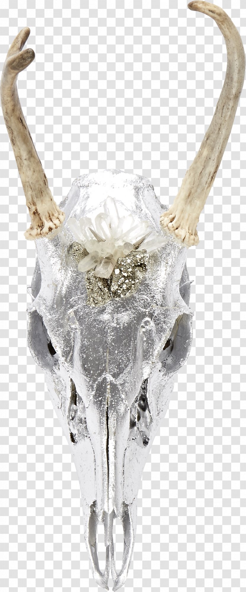 Roe Deer Skull Antler Bone - Glass Transparent PNG