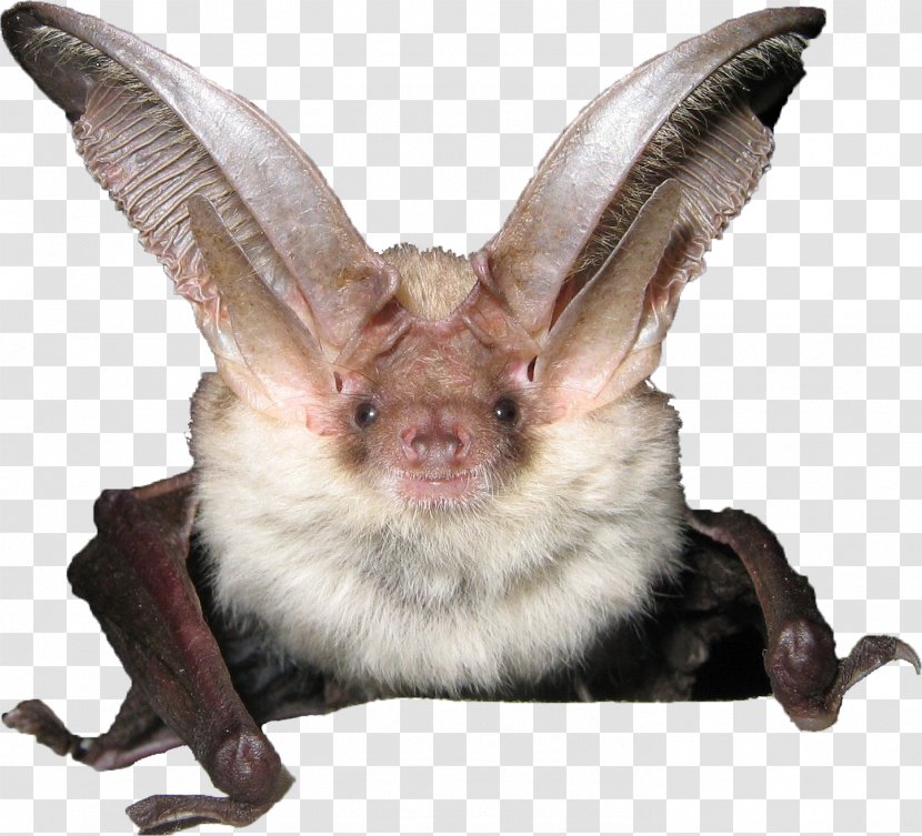 Alpine Long-eared Bat Conservation Direction Régionale De L'environnement, L'aménagement Et Du Logement Languedoc-Roussillon-Midi-Pyrénées - Organism Transparent PNG