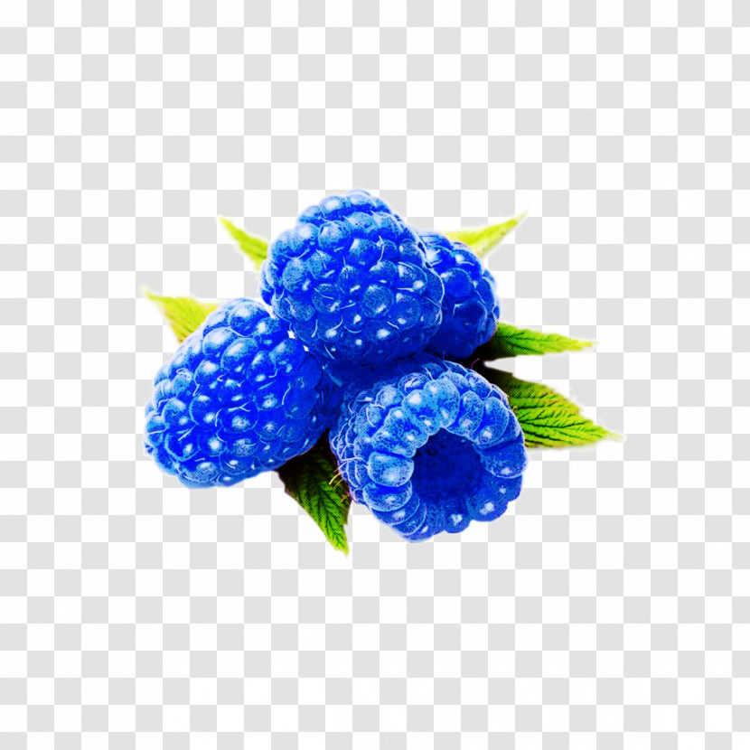 Blue Berry Cobalt Blue Plant Fruit Transparent PNG
