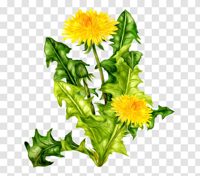 Clip Art Flower Image - Drawing Transparent PNG