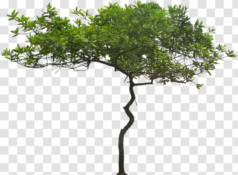 Tree Tropics Arecaceae Plant - Trees Transparent PNG