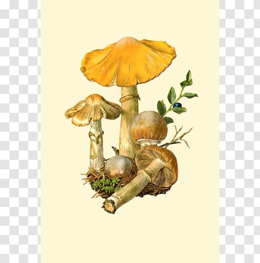 Edible Mushroom Amanita Muscaria Fungus Botanical Illustration - Mycology Transparent PNG