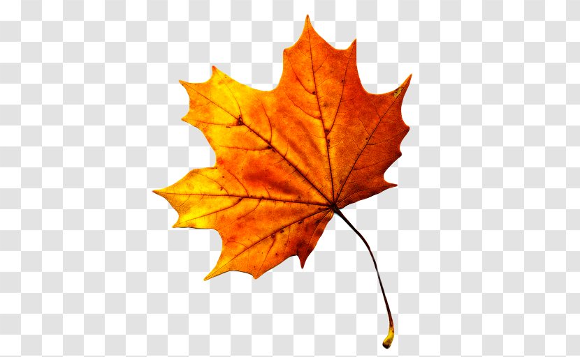 Autumn Leaf Color Maple Clip Art - Plant - Yellow Leaves Transparent PNG