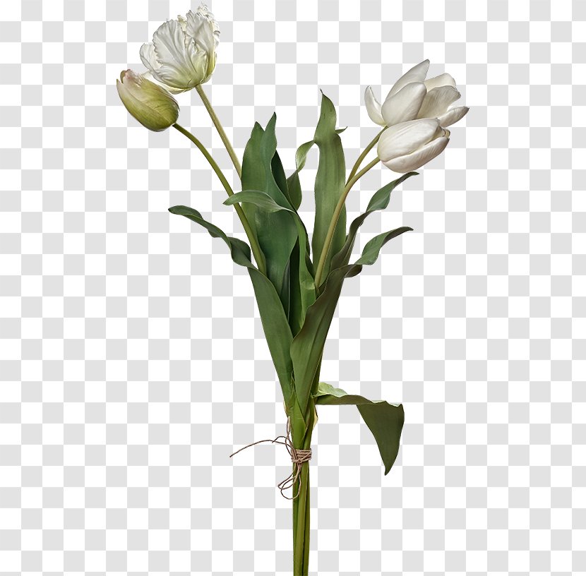 Tulip Cut Flowers Plant Stem Flower Bouquet - Furniture Transparent PNG