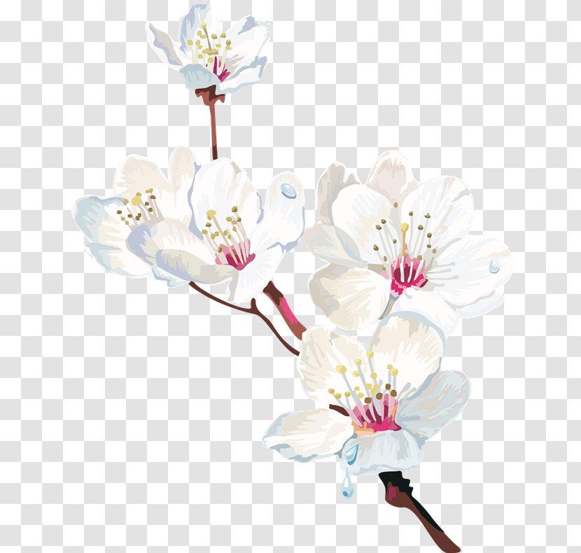 Watercolor Painting Cherry Blossom Flower Transparent PNG