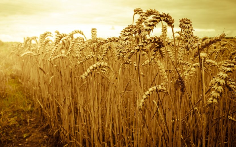 Kazakhstan Mohammad Qasemi Production Wheat Agriculture - Dinkel Transparent PNG