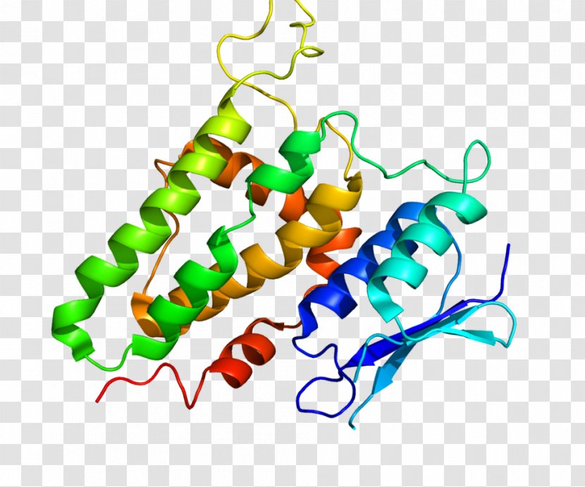 CLIC2 Protein Gene Human Chloride Channel - Tree - Cartoon Transparent PNG