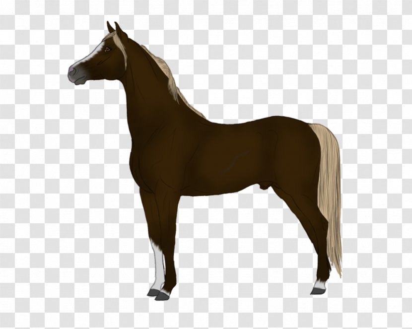 Mane Foal Stallion Pony Mare - Akhalteke - Scottsdale Arabian Horse Show Transparent PNG