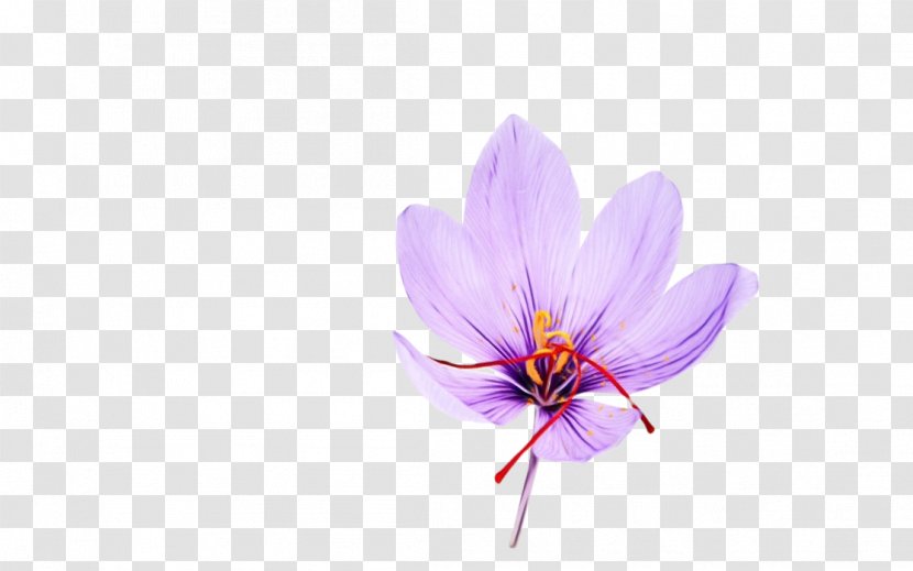 Flower Petal Violet Purple Plant - Saffron Crocus - Wildflower Transparent PNG