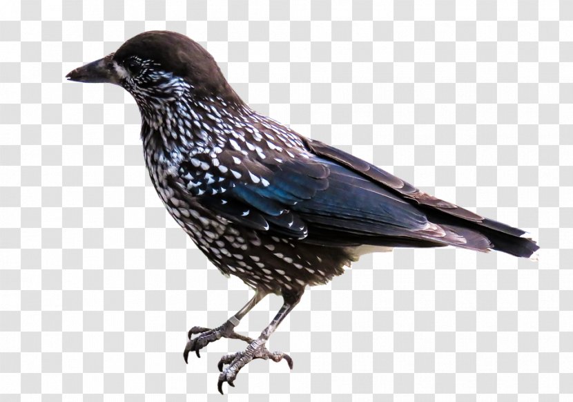 Bird American Crow - Like Transparent PNG