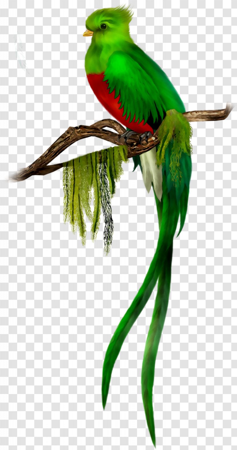 Bird Resplendent Quetzal Clip Art El - True Parrot Transparent PNG