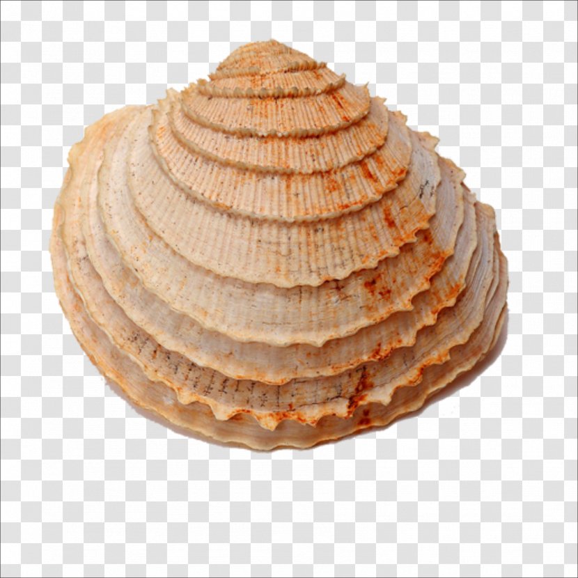 Seashell Fossil Shellfish Sea Snail - Seashells Transparent PNG