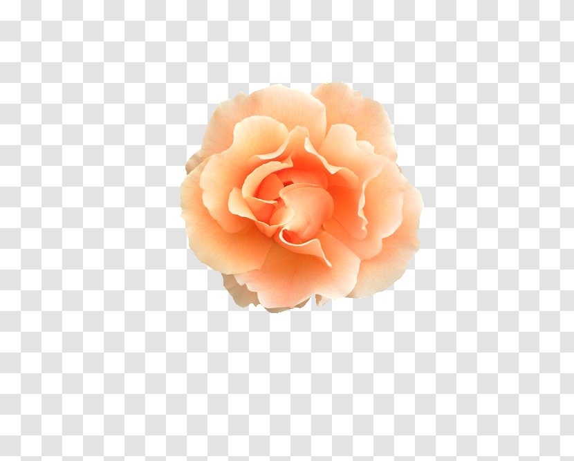 Garden Roses Aldridge Cabbage Rose Peach Pink - Order - Colage Transparent PNG