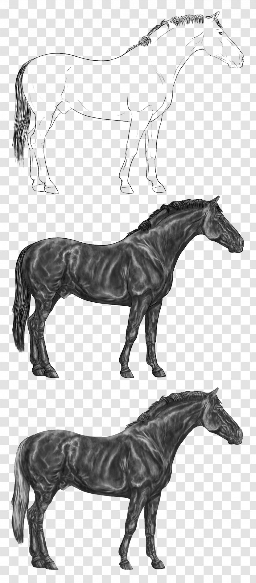 Mule Mustang Royalty-free Stallion - Black And White Transparent PNG