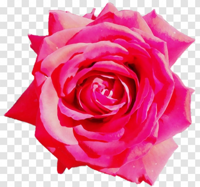 Garden Roses - Watercolor - Floribunda Rose Family Transparent PNG