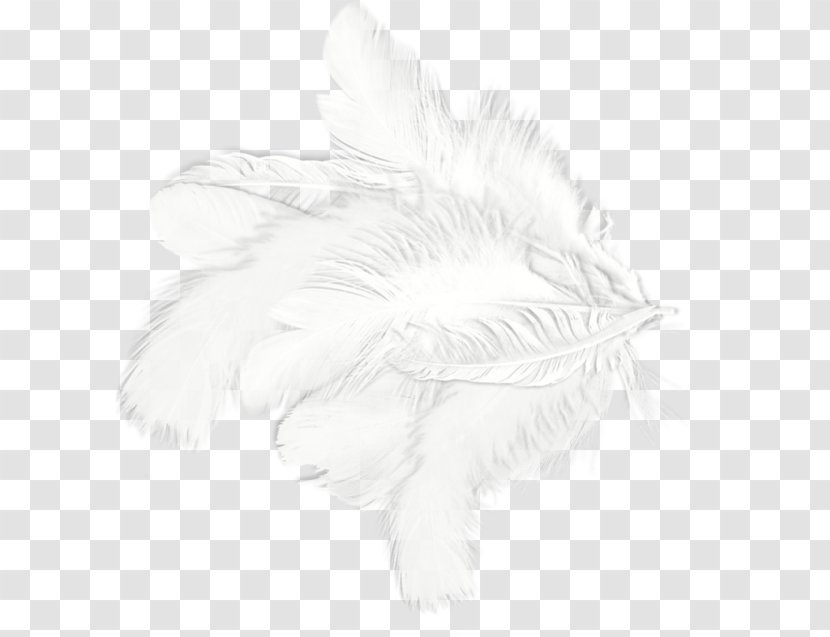 White Feather Drawing Black Pattern - Wing - Feathers Transparent PNG