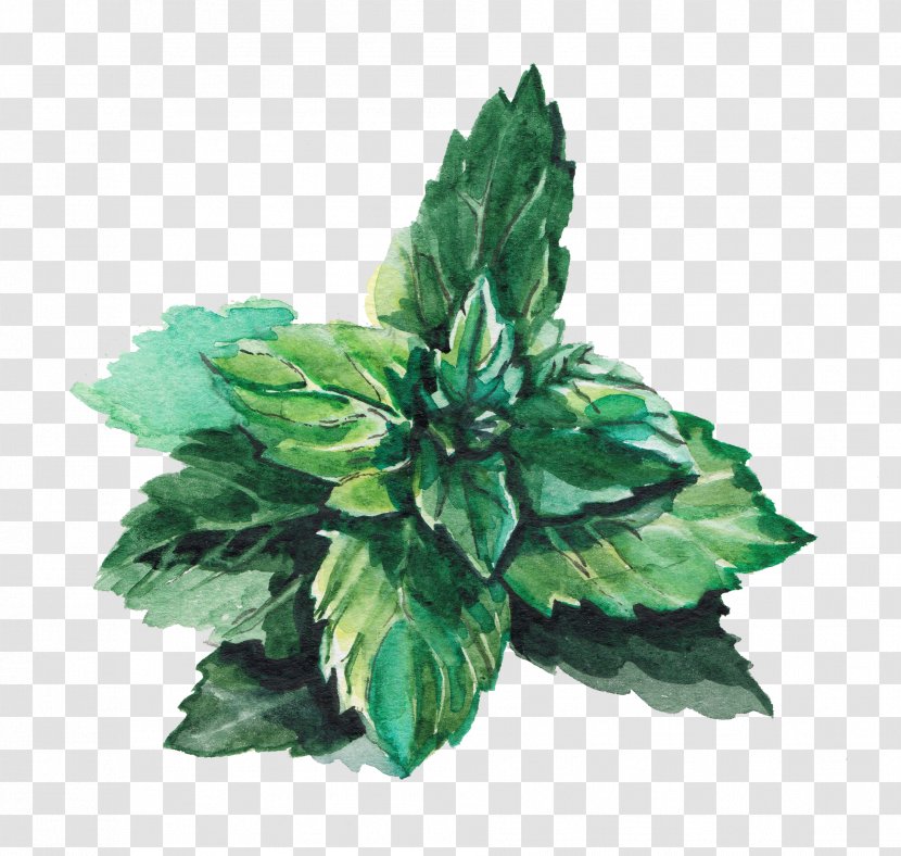 Water Mint Leaf Green Lemonade - Leaves Transparent PNG