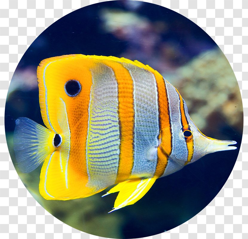 Aquariums Fishkeeping Saltwater Fish Mandarinfish - Aquarium - Reef Transparent PNG