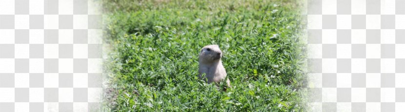 Wheatgrass Ecosystem Beak Tree - Grass Family - Prairie Dog Transparent PNG