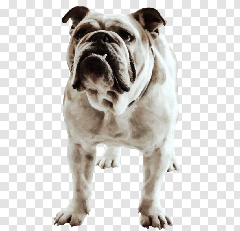 French Bulldog American Bull Terrier Race - Dog Transparent PNG