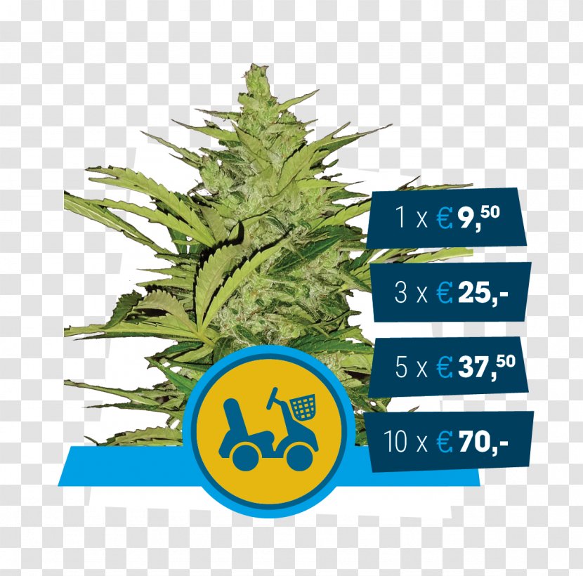 Car Autoflowering Cannabis Ruderalis Kush Seed - Sensi Seeds Transparent PNG