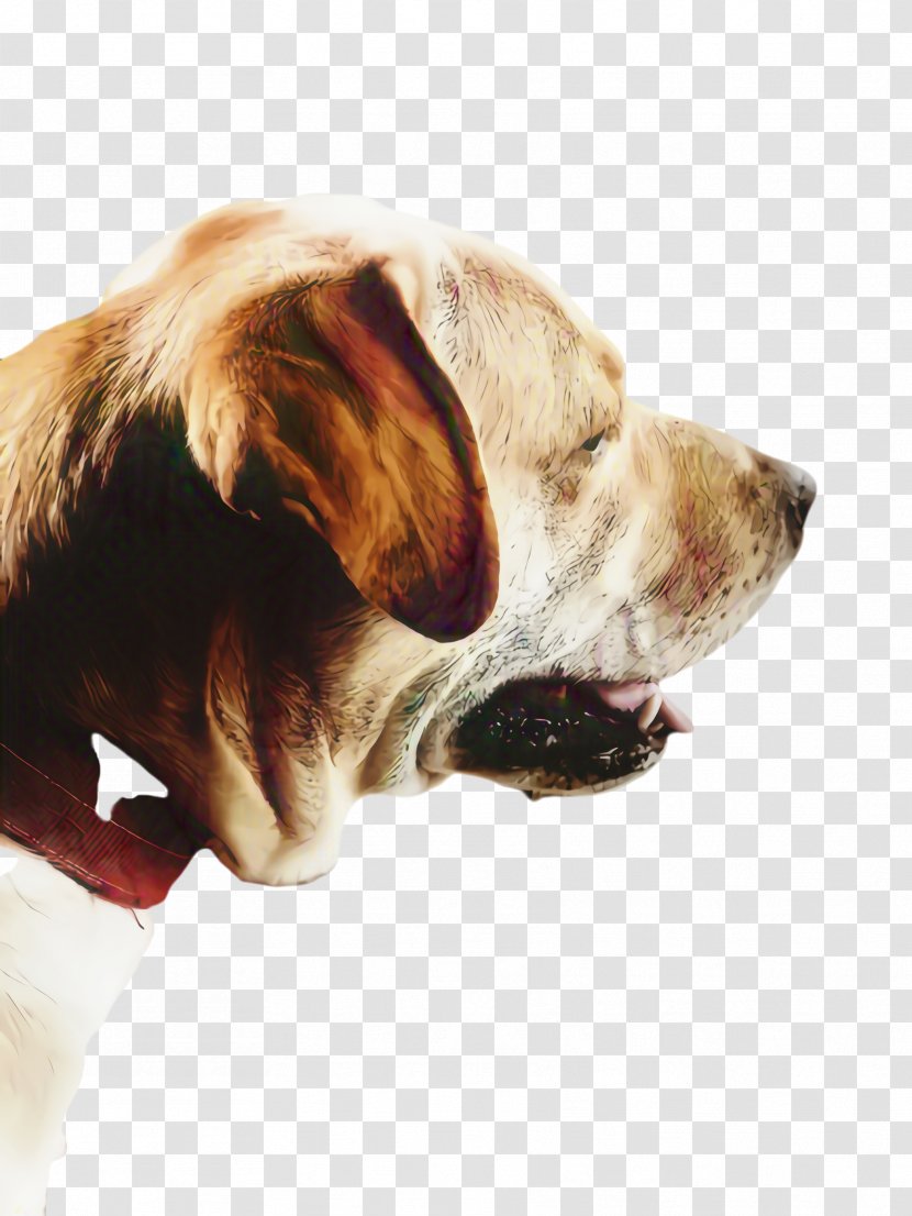 Cute Dog - Mammal - Fur Pointer Transparent PNG