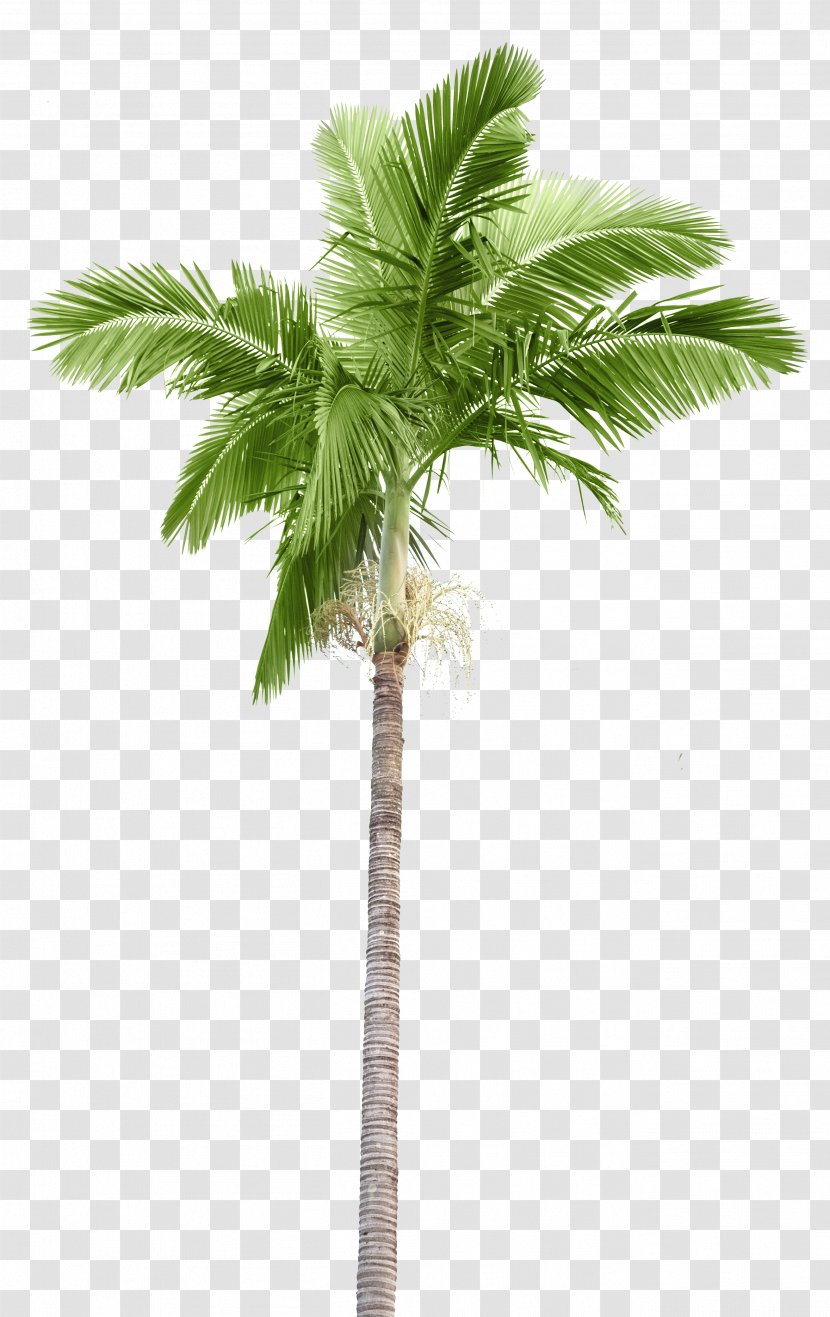 Arecaceae Stock Photography Palm Branch Coconut - Flowering Plant - Tree Island Transparent PNG