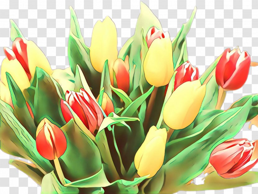 Lily Flower Cartoon - Bouquet - Family Tulipa Humilis Transparent PNG