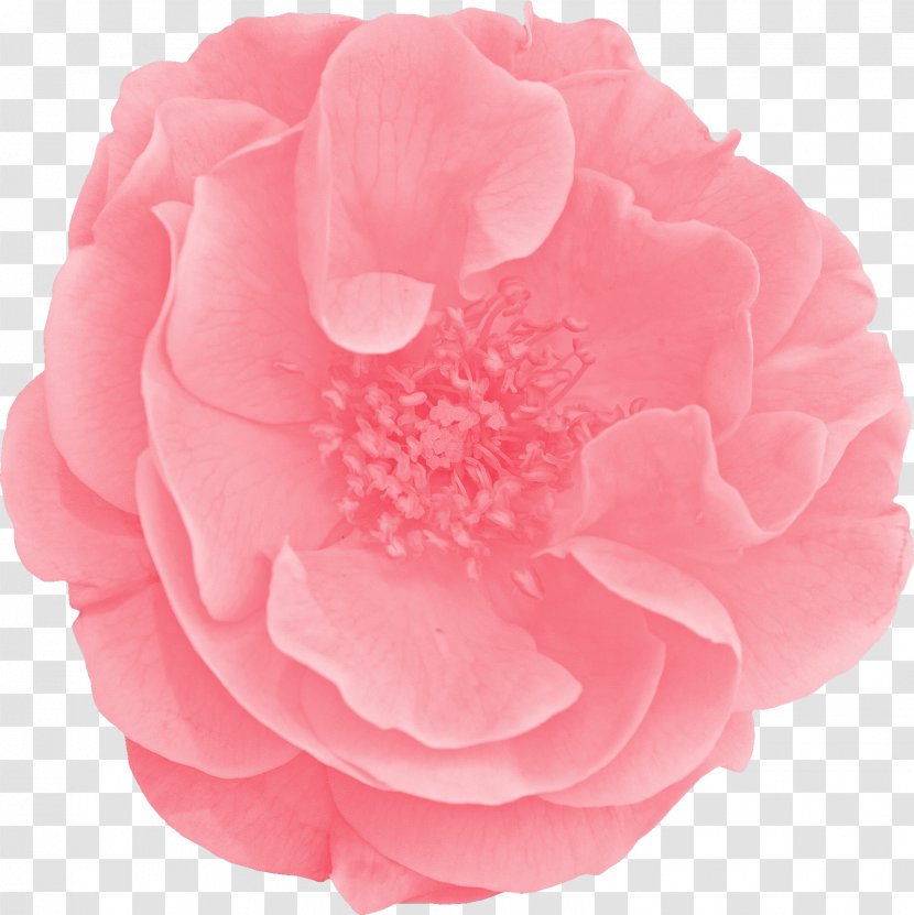Garden Roses Cabbage Rose Floribunda Cut Flowers Peony - Hrvatska Transparent PNG