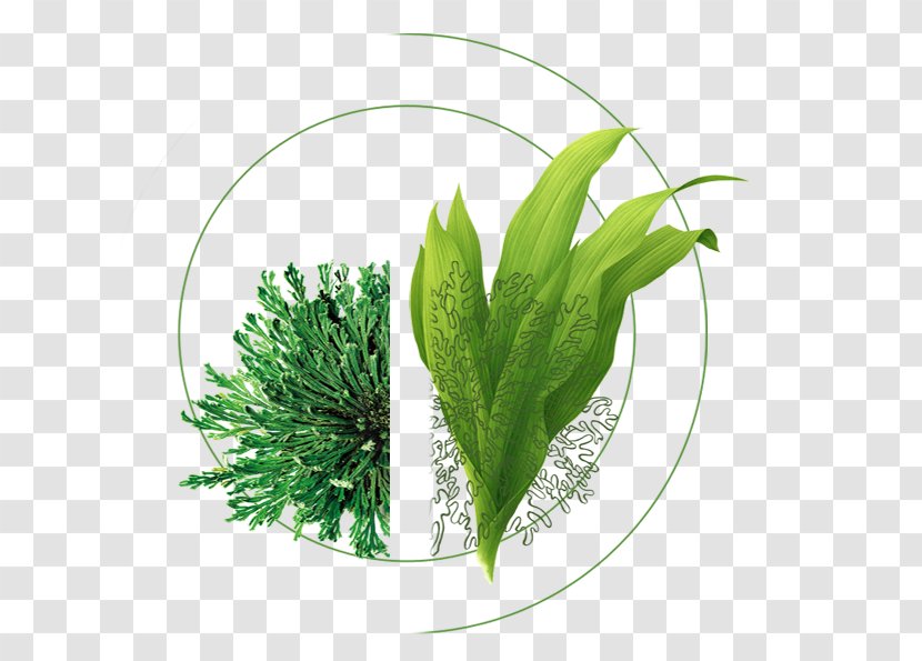 Seaweed Leaf Aquatic Plant - Search Engine - Plants Transparent PNG